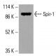 Spir-1 Antibody (H-1) - Western Blotting - Image 416009