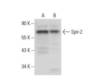 Spir-2 Antibody (G-5) - Western Blotting - Image 304535 