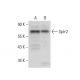 Spir-2 Antibody (G-5) - Western Blotting - Image 304535 
