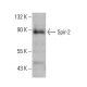Spir-2 Antibody (G-5) - Western Blotting - Image 388026