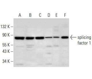 splicing factor 1 Antibody (H-9) - Western Blotting - Image 309725 