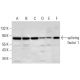splicing factor 1 Antibody (H-9) - Western Blotting - Image 309725 