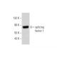 splicing factor 1 Antibody (H-9) - Western Blotting - Image 309726 