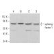 splicing factor 1 Antibody (H-9) - Western Blotting - Image 376467