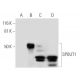 SPOUT1 Antibody (H-7) - Western Blotting - Image 294424 