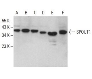 SPOUT1 Antibody (H-7) - Western Blotting - Image 372495 