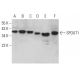 SPOUT1 Antibody (H-7) - Western Blotting - Image 372495 