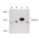 SPOUT1 Antibody (H-7) - Western Blotting - Image 399626