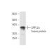 SPPL2a Antibody (1C7) - Western Blotting - Image 350312