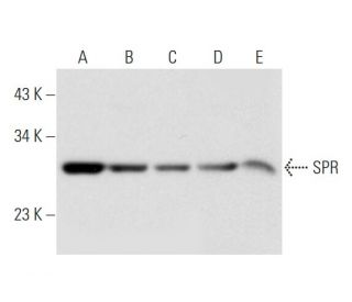 SPR Antibody (A-11) - Western Blotting - Image 332737 