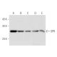 SPR Antibody (A-11) - Western Blotting - Image 332737 