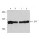 SPR Antibody (A-11) - Western Blotting - Image 359219 