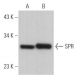 SPR Antibody (A-11) - Western Blotting - Image 364696