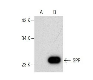 SPR Antibody (H-12) - Western Blotting - Image 301401