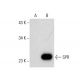 SPR Antibody (H-12) - Western Blotting - Image 301401
