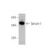 Sprouty 2 Antibody (D-6) - Western Blotting - Image 385674 