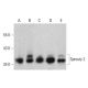 Sprouty 2 Antibody (D-6) - Western Blotting - Image 386115 