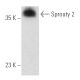 Sprouty 2 Antibody (D-6) - Western Blotting - Image 389347