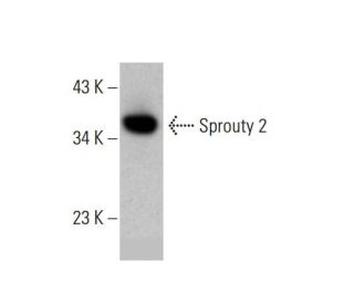 Sprouty 2 Antibody (D-6) - Western Blotting - Image 385674