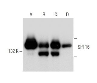 SPT16 Antibody (D-10) - Western Blotting - Image 68056 