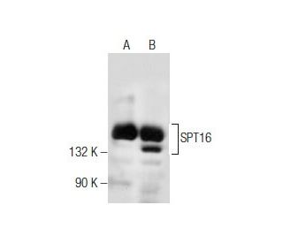 western blotting image from recommended SPT16 (D-3) monoclonal antibody replacement. Image 260711