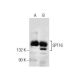 western blotting image from recommended SPT16 (D-3) monoclonal antibody replacement. Image 260711
