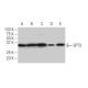 SPT3 Antibody (71-S) - Western Blotting - Image 67384 