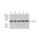SPT3 Antibody (71-S) - Western Blotting - Image 67385 