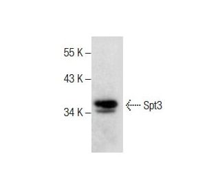 Spt3 Antibody (D-11) - Western Blotting - Image 287833