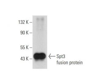 Spt3 Antibody (D-4) - Western Blotting - Image 297875