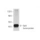 Spt3 Antibody (D-4) - Western Blotting - Image 297875