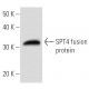 SPT4 Antibody (3079C1a) - Western Blotting - Image 16777