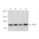 SPT4 Antibody (A-12) - Western Blotting - Image 344596