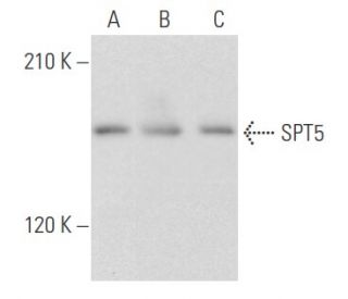 SPT5 Antibody (A-3) - Western Blotting - Image 355763 