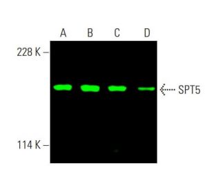 SPT5 Antibody (D-3) - Western Blotting - Image 386711 