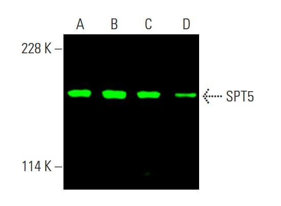 SPT5 Antibody (D-3) | SCBT - Santa Cruz Biotechnology