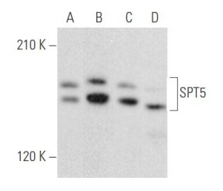 SPT5 Antibody (E-8) - Western Blotting - Image 355766 