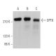 SPT6 Antibody (C-6) - Western Blotting - Image 366601