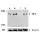 SPT6 Antibody (C-6) - Western Blotting - Image 415336