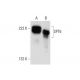 SPT6 Antibody (E-4) - Western Blotting - Image 299205 