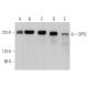SPT6 Antibody (E-4) - Western Blotting - Image 366602
