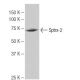Sptrx-2 Antibody (KK-M5) - Western Blotting - Image 65059