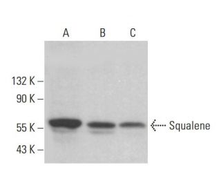 Squalene epoxidase Antibody (H-6) - Western Blotting - Image 385267