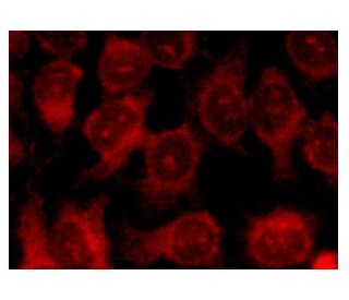 Squalene synthetase Antibody (B-8) - Immunofluorescence - Image 141432 
