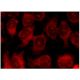 Squalene synthetase Antibody (B-8) - Immunofluorescence - Image 141432 