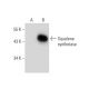 Squalene synthetase Antibody (B-8) - Western Blotting - Image 138283