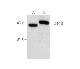 western blotting image from recommended SR-1D (H-4) monoclonal antibody replacement. Image 308444
