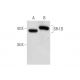 western blotting image from recommended SR-1D (H-4) monoclonal antibody replacement. Image 308444