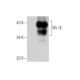 SR-1E Antibody (D-9) - Western Blotting - Image 286786