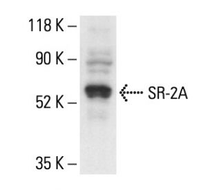 SR-2A Antibody (A-4) | SCBT - Santa Cruz Biotechnology